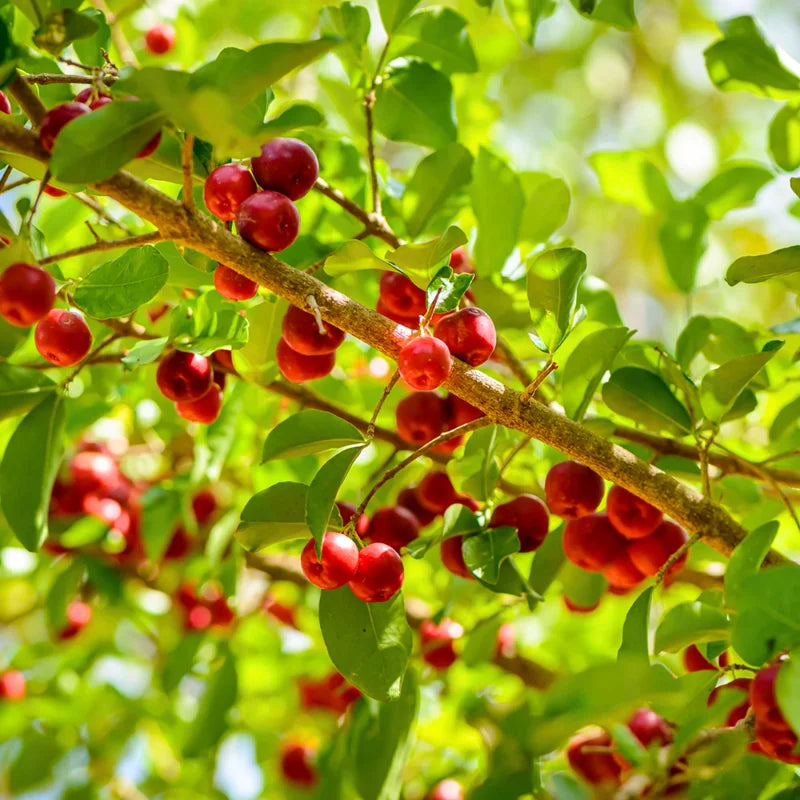 Acerola Cherry Plant Live - Barbados Cherry Tree 4-6 Inch Indoor Outdoor