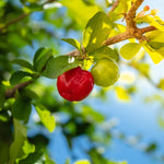 Acerola Cherry Plant Live - Barbados Cherry Tree 4-6 Inch Indoor Outdoor