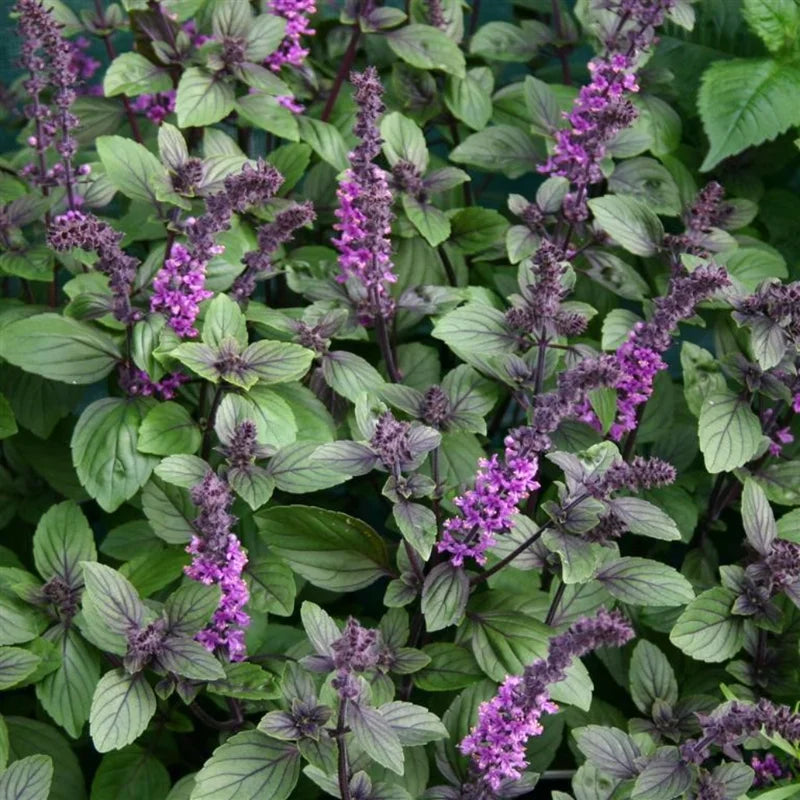 African Blue Basil Plant - 4 inch Pot - Aromatic Herb