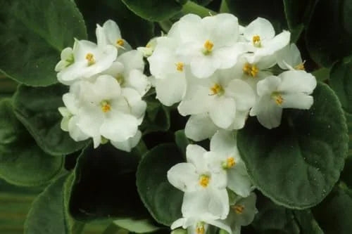 African Violet Plant Live - 4 Inch Potted, White Flowers, Indoor/Outdoor Gardening