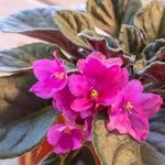 African Violet Plant Live Indoor - Burgundy Red, 4 Inch Pot, House Plant