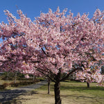 Akebono Cherry Tree - Pink Flower Plant - 6 to 10'' Tall Cherry Blossom