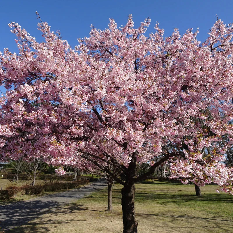 Akebono Cherry Tree - Pink Flower Plant - 6 to 10'' Tall Cherry Blossom