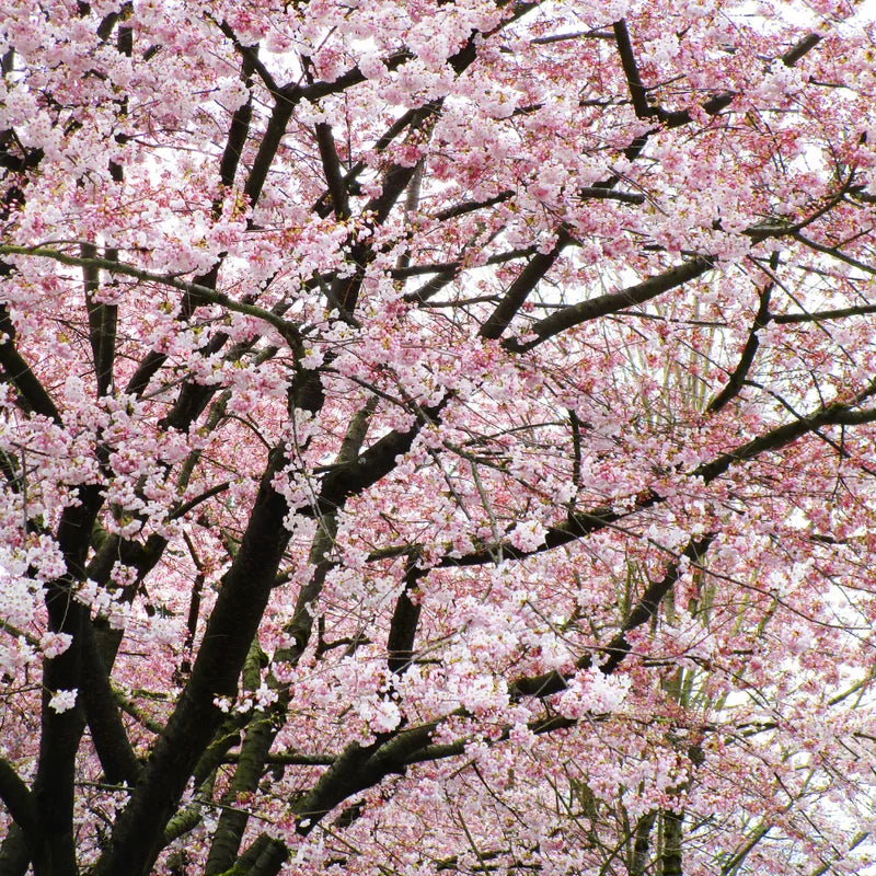 Akebono Cherry Tree - Pink Flower Plant - 6 to 10'' Tall Cherry Blossom