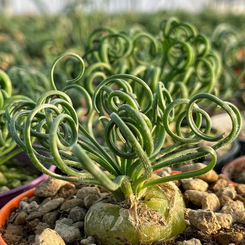 Albuca Spiralis Frizzle Sizzle Plant, Curly Succulent Live Houseplant 2.5'' Pot