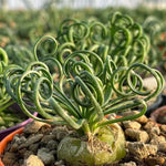 Albuca Spiralis Frizzle Sizzle Plant, Curly Succulent Live Houseplant 2.5'' Pot