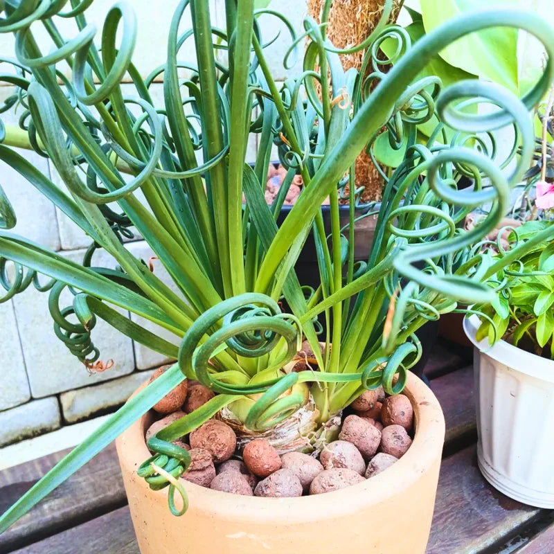 Albuca Spiralis Frizzle Sizzle Plant Live Rare Succulent Mini Plant 4 Inch Pot