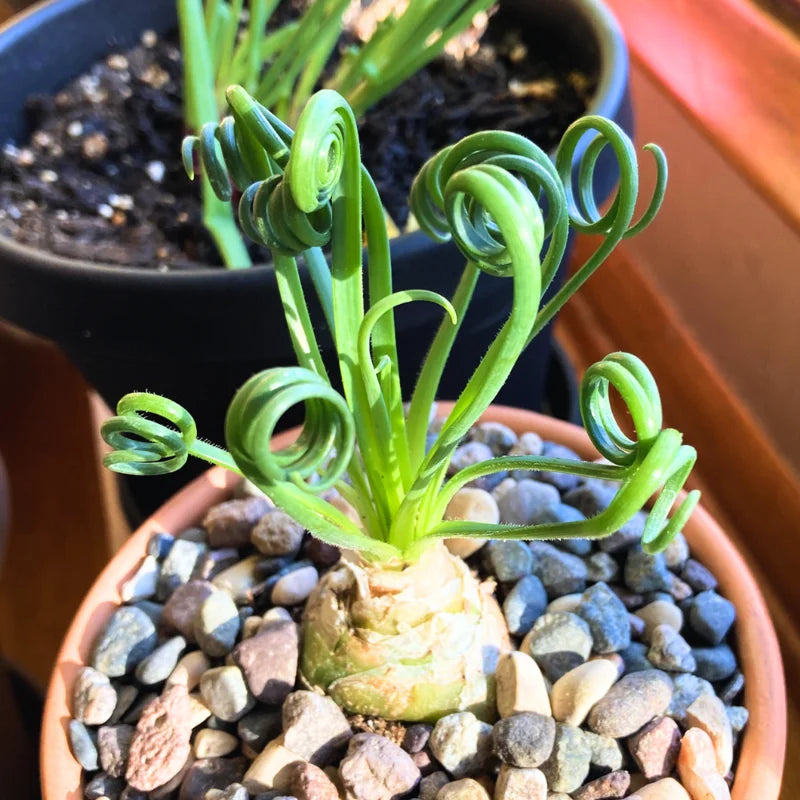 Albuca Spiralis Frizzle Sizzle Plant Live Rare Succulent Mini Plant 4 Inch Pot