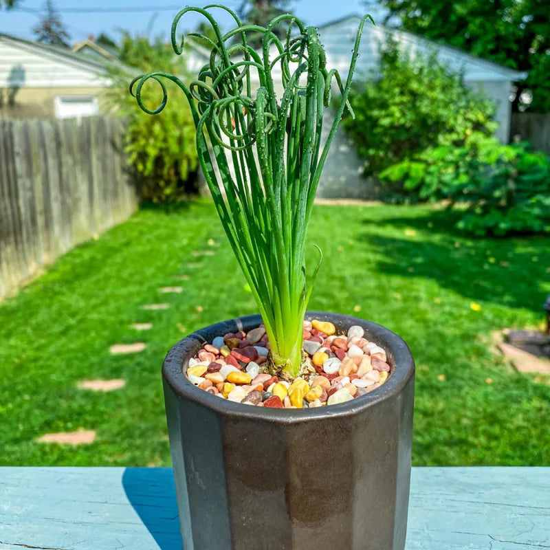 Albuca Spiralis Frizzle Sizzle Plant Live Rare Succulent Mini Plant 4 Inch Pot