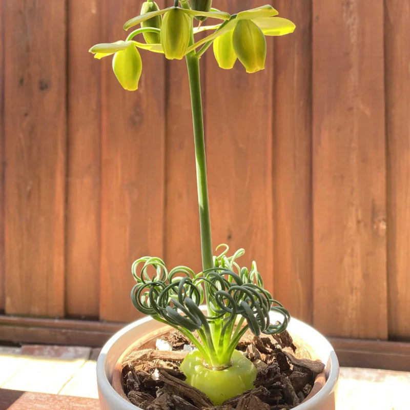 Albuca Spiralis Frizzle Sizzle Plant Live Rare Succulent Mini Plant 4 Inch Pot