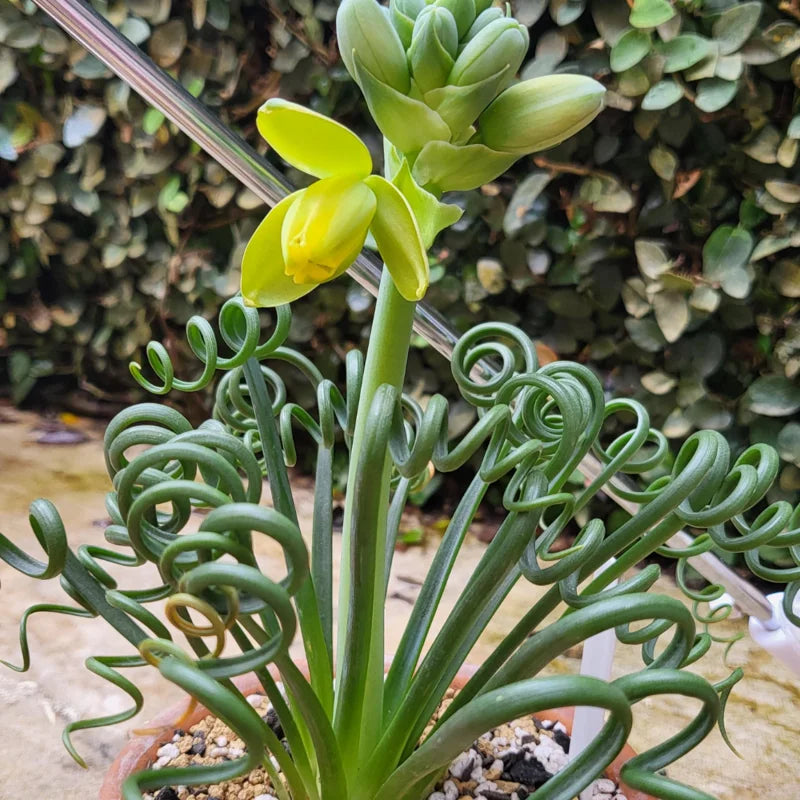 Albuca Spiralis Frizzle Sizzle Plant Live Rare Succulent Mini Plant 4 Inch Pot