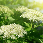 American Elderberry Tree Black Elderberry Bush Live Plant 5-7'' Tall
