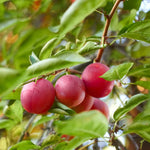 American Plum Tree - Live Edible Fruit Tree in Quart Pot - Garden &amp; Container Ready