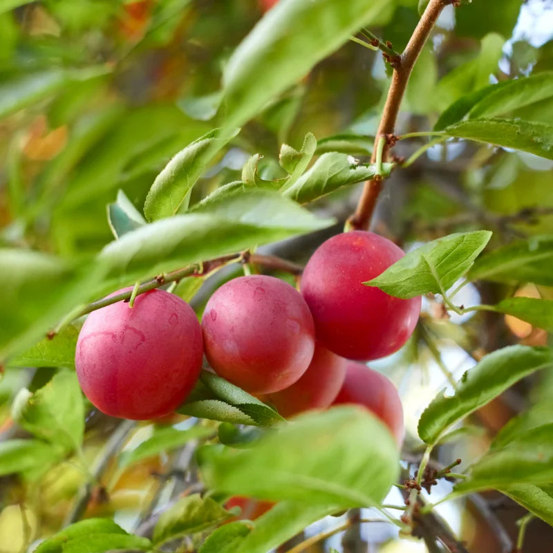 American Plum Tree - Live Edible Fruit Tree in Quart Pot - Garden &amp; Container Ready