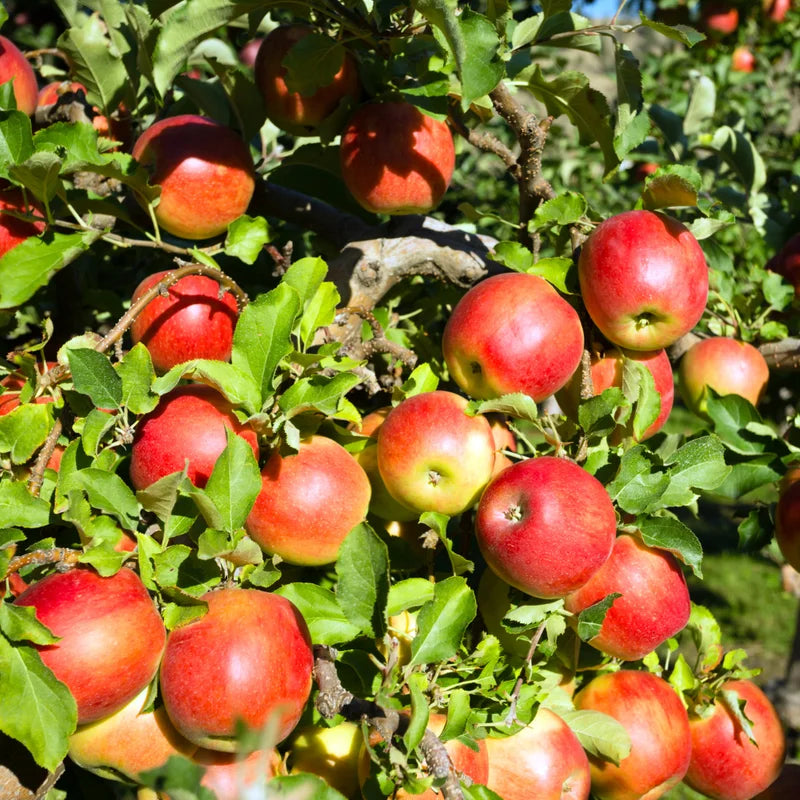 Apple Seedling Mix - 2 Pack Assorted Varieties 5-8 Inch
