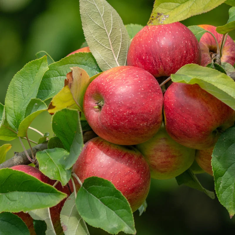 Apple Seedling Mix - 2 Pack Assorted Varieties 5-8 Inch
