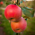 Apple Seedling Mix 5-8 Inch - Assorted Varieties for Home Gardens