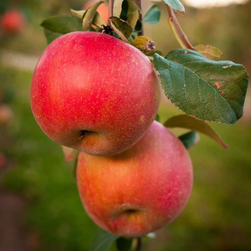 Apple Seedling Mix 5-8 Inch - Assorted Varieties for Home Gardens
