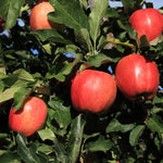 Apple Seedling Mix 5-8 Inch - Assorted Varieties for Home Gardens