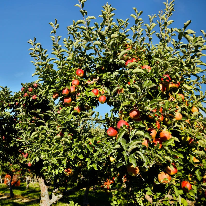 Apple Seedling Mix 5-8 Inch - Assorted Varieties for Home Gardens