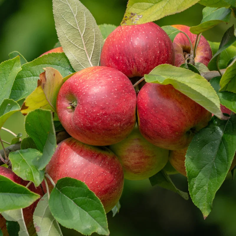 Apple Seedling Mix - 5-8 Inch - Assorted Varieties like Red Delish, Cosmic Crisp