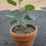 Apple Seedling Mix - Random Variety Pack, 5-8 Inch