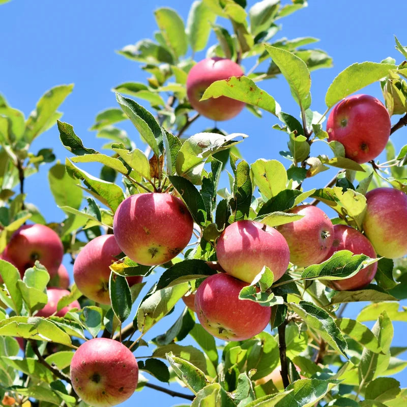 Apple Seedling Mix - 5-8 Inch - Assorted Varieties like Red Delish, Cosmic Crisp