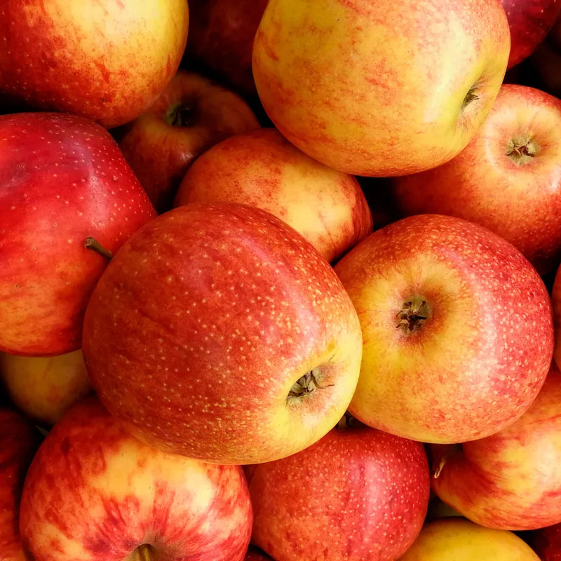 Apple Seedling Mix - Random Variety Pack, 5-8 Inch