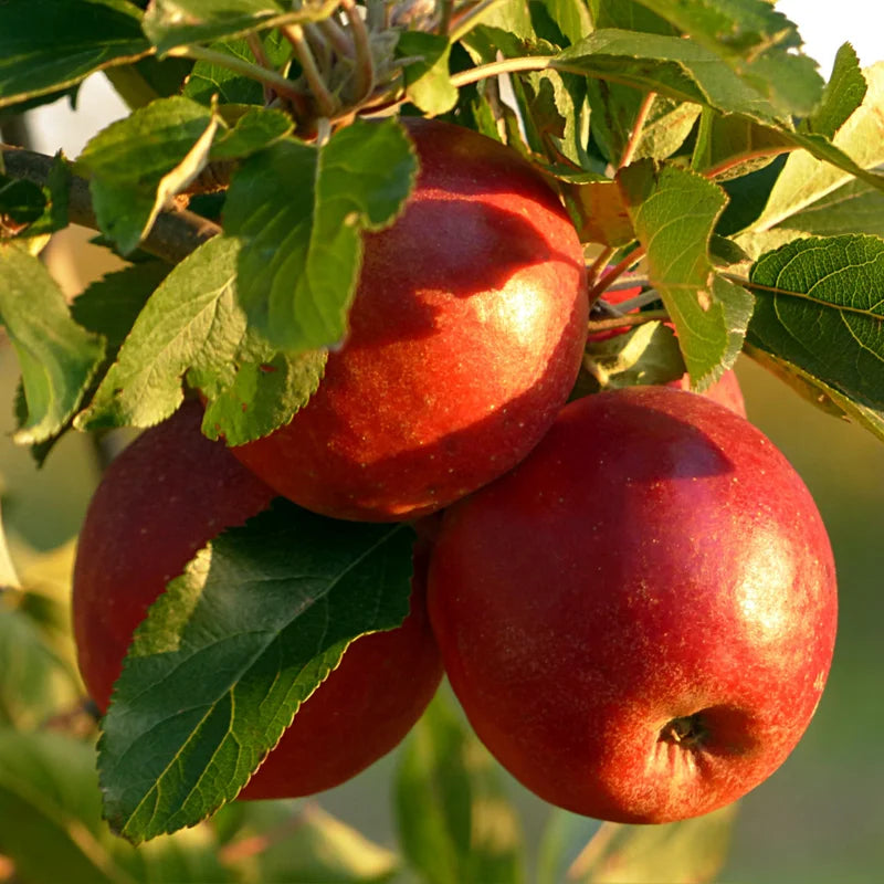 Apple Seedling Mix - Random Variety Pack, 5-8 Inch