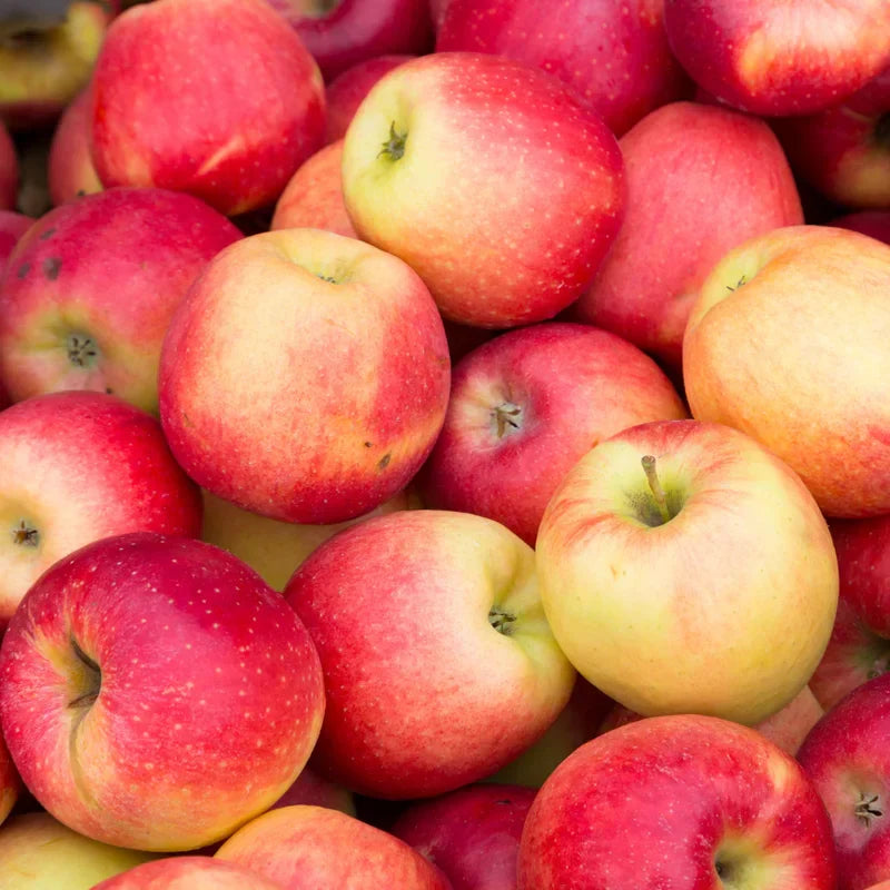 Apple Seedling Set - Random Variety Pack - 5-8 Inch - Assorted