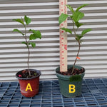 Apple Seedling Set - Random Variety Pack - 5-8 Inch - Assorted