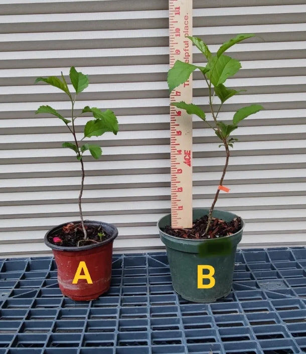 Apple Seedling Set - Random Variety Pack - 5-8 Inch - Assorted