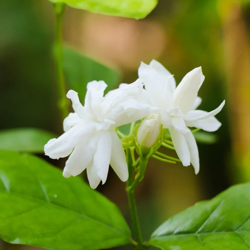 Arabian Jasmine Plant Live 8-10'' Tall - Fragrant White Blooms