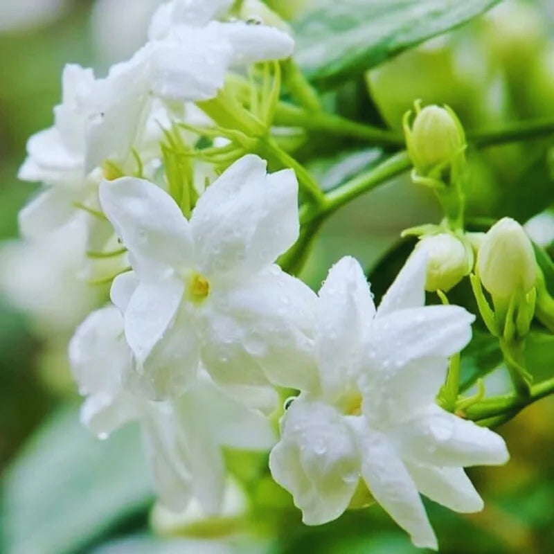 Arabian Jasmine Plant Live - Fragrant Indoor Flowers 4-7 Inch