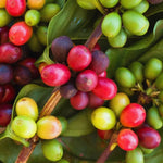 Arabica Coffee Bean Plant - 4 Inch Pot - Indoor/Outdoor Perennial