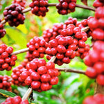 Arabica Coffee Bean Plant - 4 Inch Pot - Indoor/Outdoor Perennial