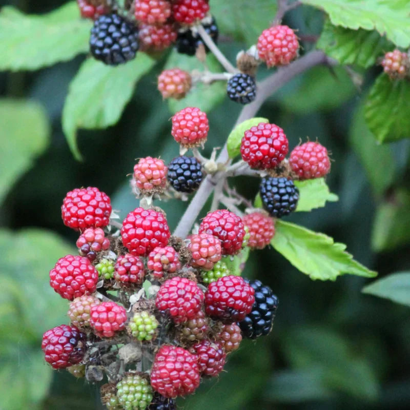 Arapaho Thornless Blackberry Plants - Pack of 4 - High Yield Everbearing