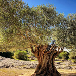 Arbequina Olive Tree Live Plant - 3 Ft Tall Olive Tree for Home &amp; Garden