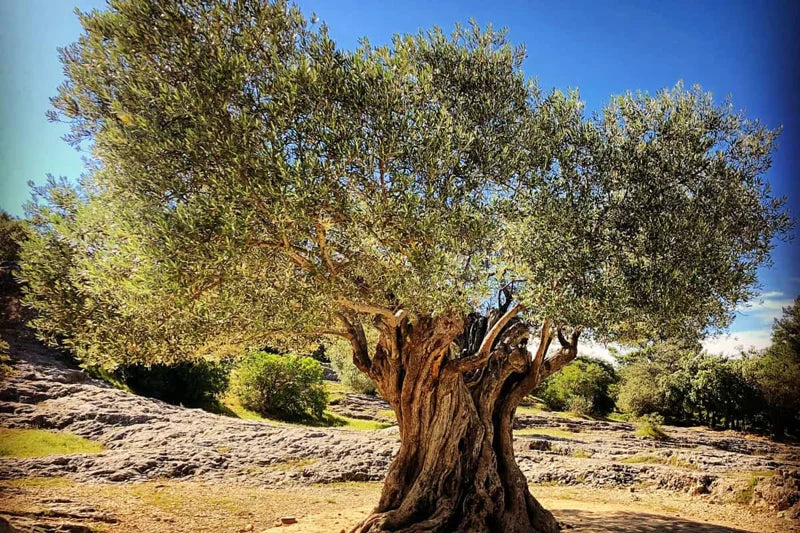 Arbequina Olive Tree Live Plant - 3 Ft Tall Olive Tree for Home &amp; Garden