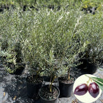 Arbequina Olive Tree Live Plant - 3 Ft Tall Olive Tree for Home &amp; Garden