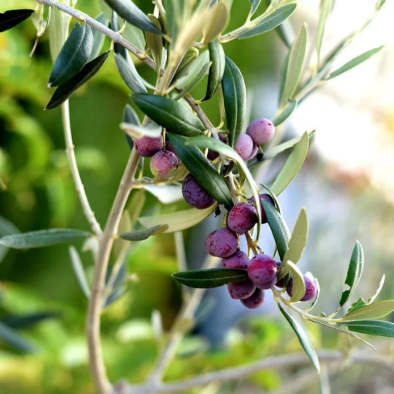 Arbequina Olive Tree - Live Plant 3 Ft Tall - Ready to Grow