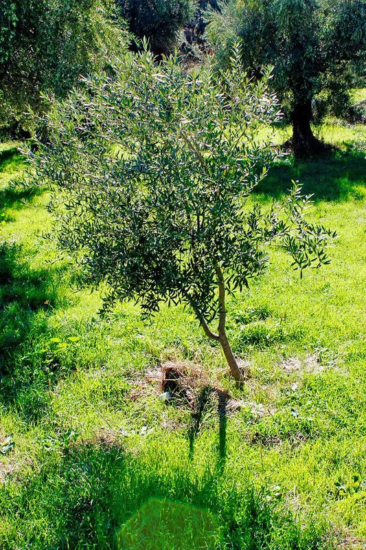 Arbequina Olive Tree - Live Plant 3 Ft Tall - Ready to Grow