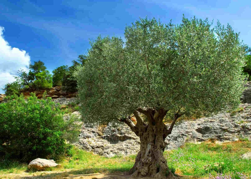 Arbequina Olive Tree Live Plant 3Ft - Ready to Grow Olive Tree