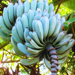 Banana Tree Live Plant - 5-7 Inch Well Rooted Banana Fruit Plant
