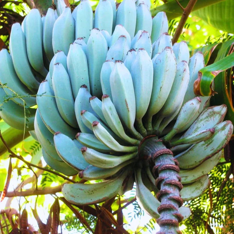 Banana Tree Live Plant - 5-7 Inch Well Rooted Banana Fruit Plant