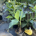 Live Banana Plant - Potted Banana Tree - Grow Your Own Fruit