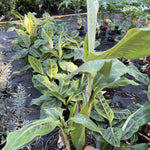 Live Banana Plant - Potted Banana Tree - Grow Your Own Fruit