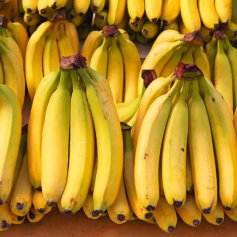 Banana Tree Live Plant - Tropical Fruit Tree - Easy to Grow