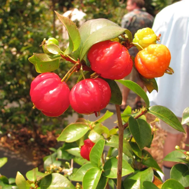 Barbados Cherry Tree Live Plant - 1 Feet Tall - Red Cherry - Indoor Outdoor