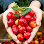 Barbados Cherry Tree Live Plant - 1 Feet Tall - Red Cherry - Indoor Outdoor